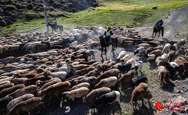 Шы?жа?ны? Тарба?атай айма?ында?ы к?зг? к?ш?-?он