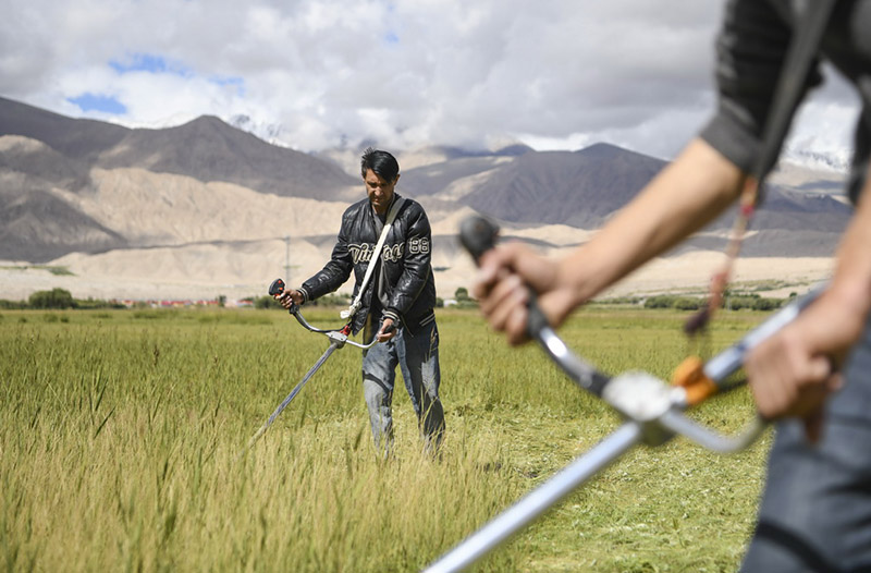 Шы?жа?да?ы Памир ?ст?рт?нде ш?п шабу ж?мысы ?ызу ж?р?п жатыр