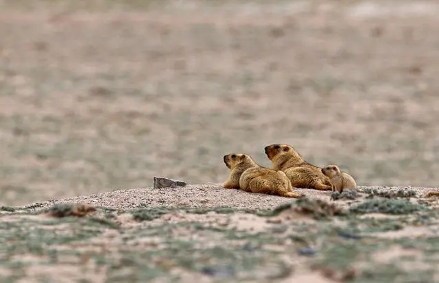 К?ркем Шы?жа?