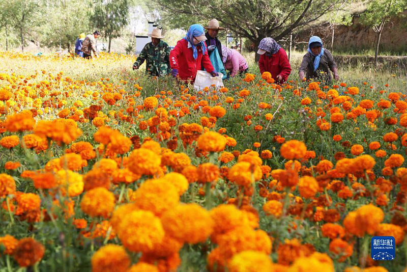 Ганьсуда ?ырмызы жинауды? ?ауырт мезг?л? басталды