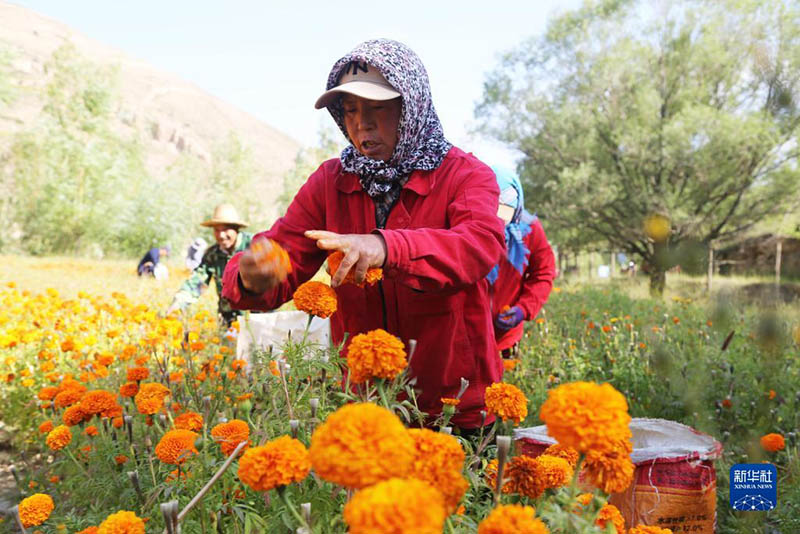 Ганьсуда ?ырмызы жинауды? ?ауырт мезг?л? басталды