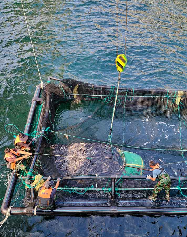 Чандао, Шандун: Те??здег? балы? шаруашылы?ыны? нег?зг? схемасы
