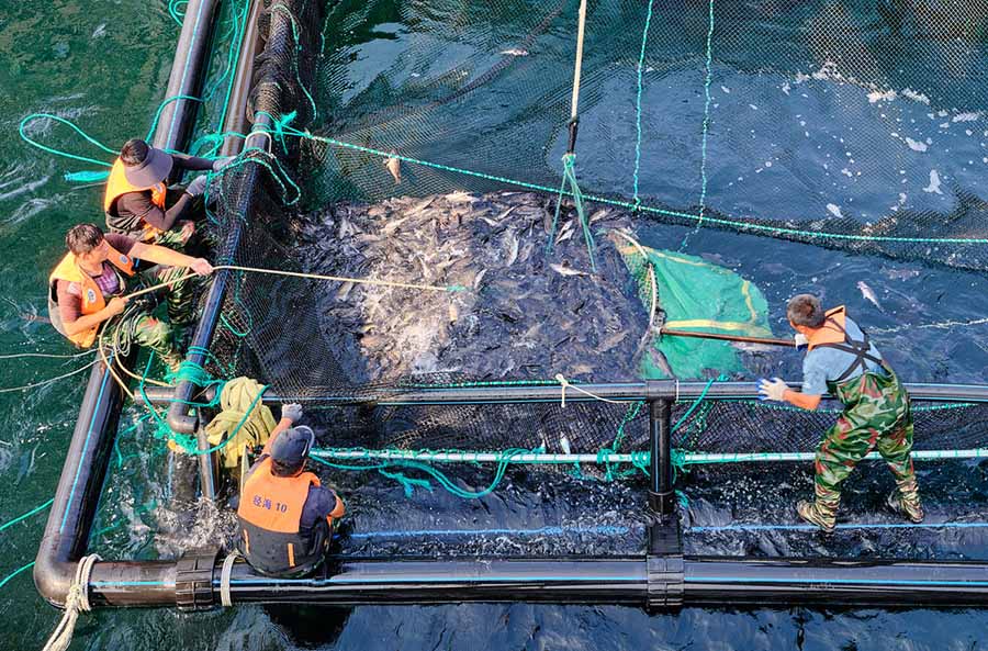 Чандао, Шандун: Те??здег? балы? шаруашылы?ыны? нег?зг? схемасы