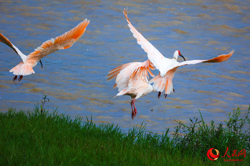 Ханьин, Шэньси: Экологияны? жа?саруымен ?лтты? ?ор?алатын хайуанаттар ала?сыз ?суде