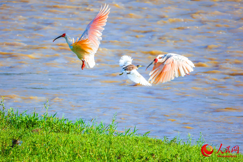 Ханьин, Шэньси: Экологияны? жа?саруымен ?лтты? ?ор?алатын хайуанаттар ала?сыз ?суде