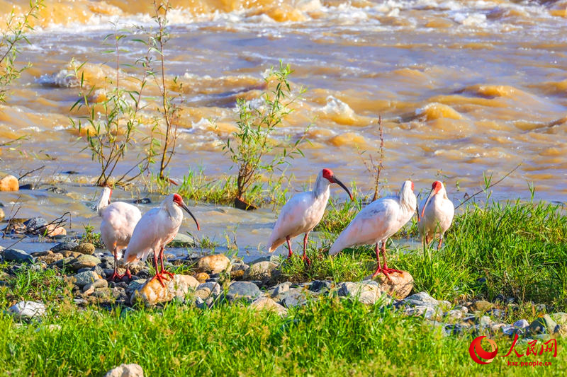 Ханьин, Шэньси: Экологияны? жа?саруымен ?лтты? ?ор?алатын хайуанаттар ала?сыз ?суде
