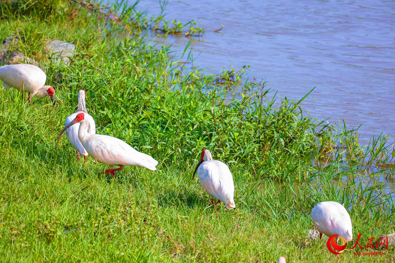 Ханьин, Шэньси: Экологияны? жа?саруымен ?лтты? ?ор?алатын хайуанаттар ала?сыз ?суде