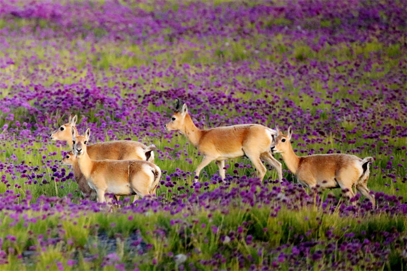 Жайрандарды? жылды? орташа саны 3400-ден асып, бастап?ы ?ор?ау кезе??нен 11 есеге к?бейд?