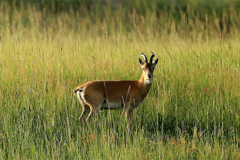 Жайрандарды? жылды? орташа саны 3400-ден асып, бастап?ы ?ор?ау кезе??нен 11 есеге к?бейд?