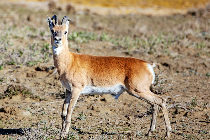 Жайрандарды? жылды? орташа саны 3400-ден асып, бастап?ы ?ор?ау кезе??нен 11 есеге к?бейд?