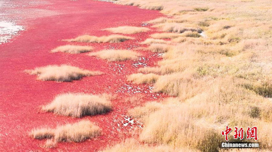 ?шк? Мо??олды? к?зд?? жауын алатын ?ызыл шал?ындары