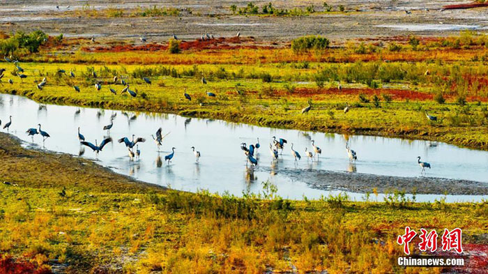 К?зде Шы?жа?да?ы Эйби к?л?н?? жа?асында тырналар тыраулай ?шты