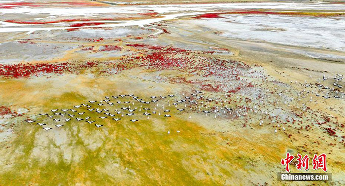 К?зде Шы?жа?да?ы Эйби к?л?н?? жа?асында тырналар тыраулай ?шты