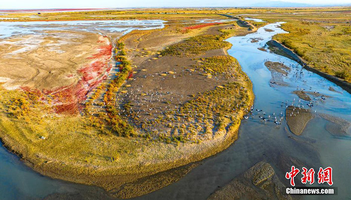 К?зде Шы?жа?да?ы Эйби к?л?н?? жа?асында тырналар тыраулай ?шты