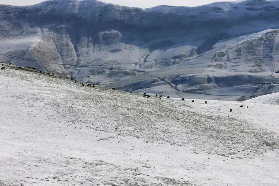 ?ытайды? ?йг?л? ?лтты? тарихи ж?не м?дени ауылы Шо???штайда ?ар жауды