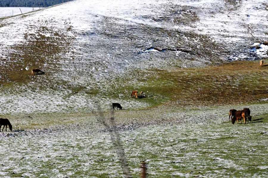 ?ытайды? ?йг?л? ?лтты? тарихи ж?не м?дени ауылы Шо???штайда ?ар жауды