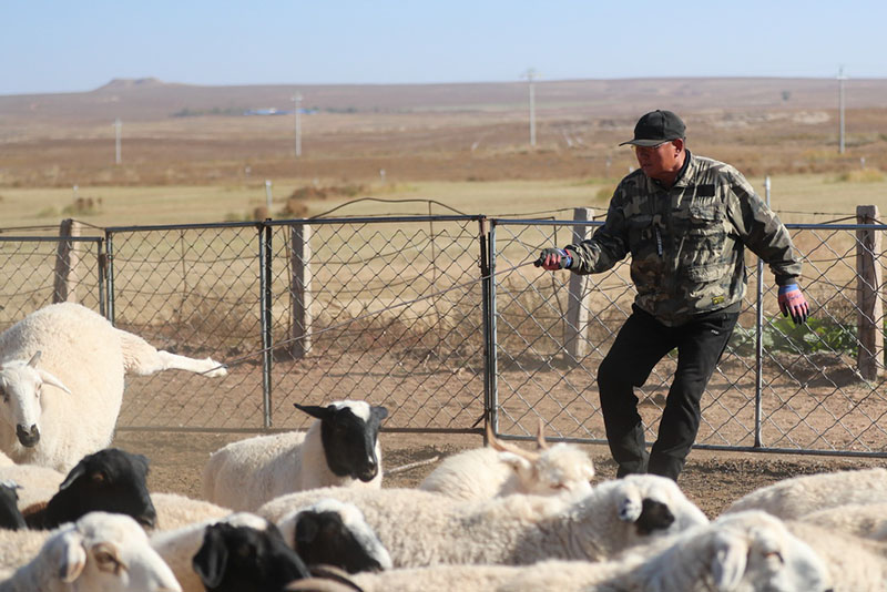 Ордос сахарасында?ы ?К?зг? шопан жыры?