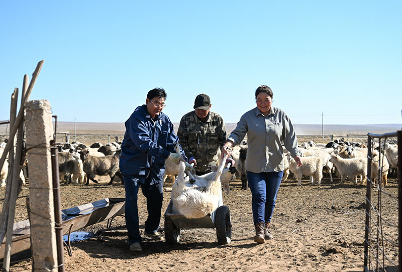 Ордос сахарасында?ы ?К?зг? шопан жыры?