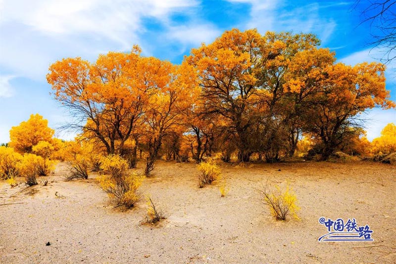 Пойыз?а отырып, ?дем? тора??ы орманын тамашала?ыздар