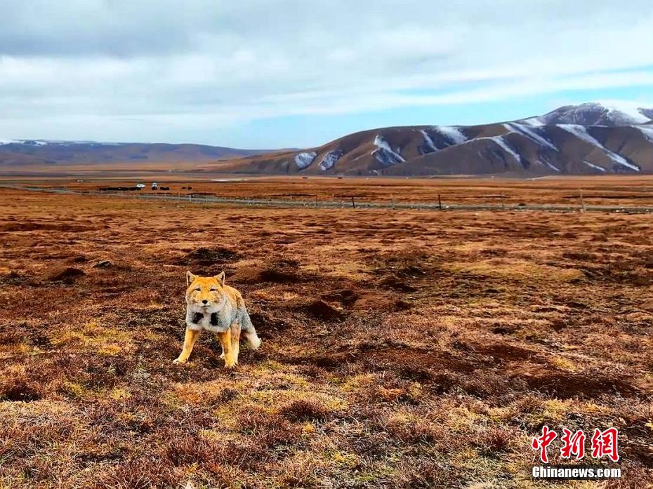 Цинхай к?л?н?? солт?ст?к жа?алауынан тибет т?лк?с? бай?алды