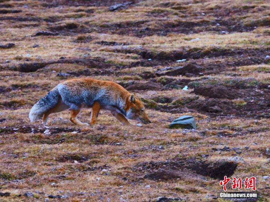 Цинхай к?л?н?? солт?ст?к жа?алауынан тибет т?лк?с? бай?алды