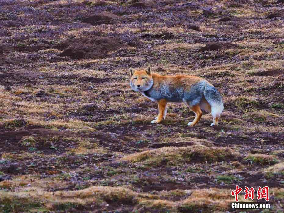 Цинхай к?л?н?? солт?ст?к жа?алауынан тибет т?лк?с? бай?алды