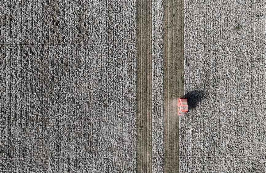 Шы?жа?ны? Байын?олын облысында?ы 200 мы? гектардан астам ал?ап ма?та жинау кезе??не жетт?