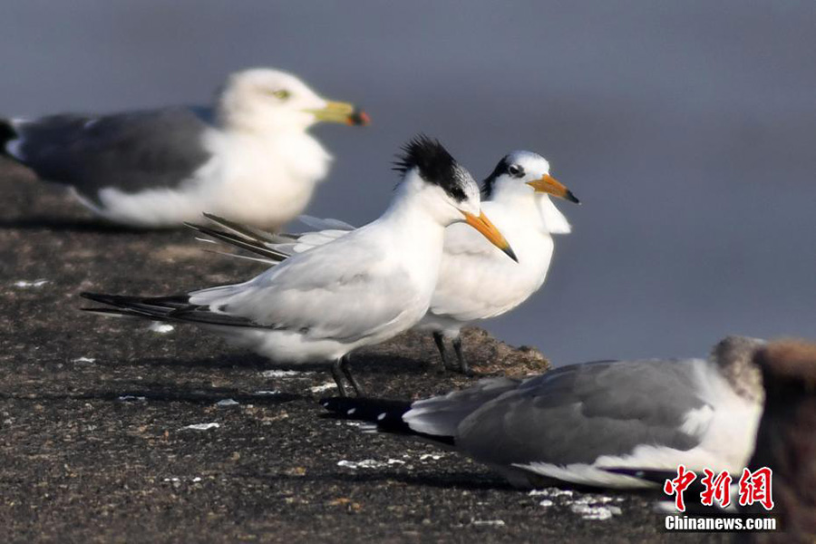 Шаньдун ?лкес?н?? Циндао ?аласында жойылып кету ?ауп? т?нген ?б?з т?мсы? ?ытай ша?аласы? к?зге т?ст?