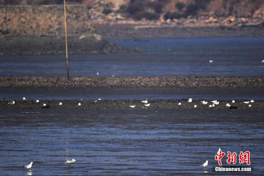 Шаньдун ?лкес?н?? Циндао ?аласында жойылып кету ?ауп? т?нген ?б?з т?мсы? ?ытай ша?аласы? к?зге т?ст?