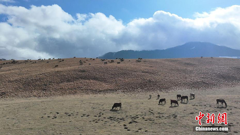 Шы?жа?ны? Мо???лк?ре ауданында?ы ?о?ыр к?з