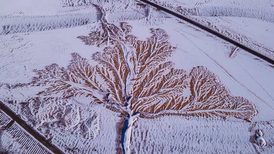 Али, Тибет: жер бет?ндег? а?аш т?р?зд? бедерлер