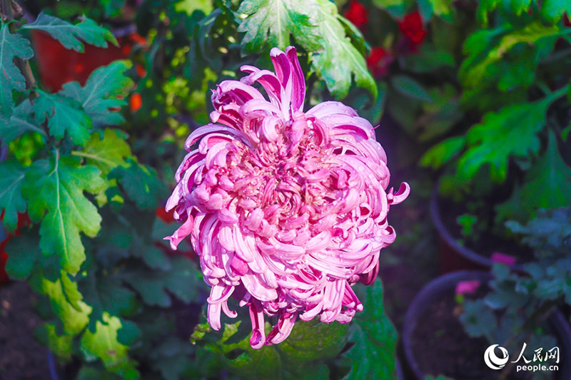 Фучжоуда ?лкен г?лдер к?рмес? ?тт?