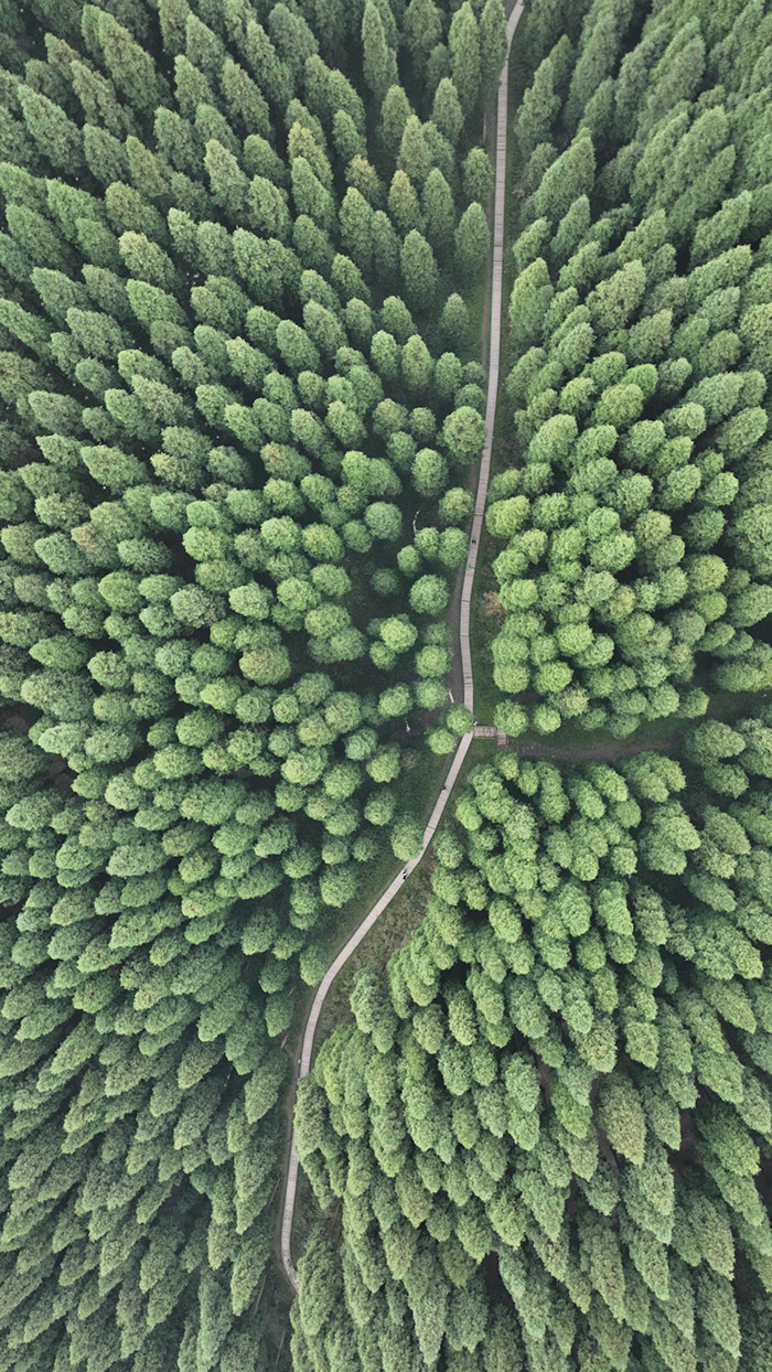 Сычуань ?лкес? Пэнчжоу ?аласында 40 жыл ?ш?нде 20 гектар ?Чжунба орманын? отыр?ызды