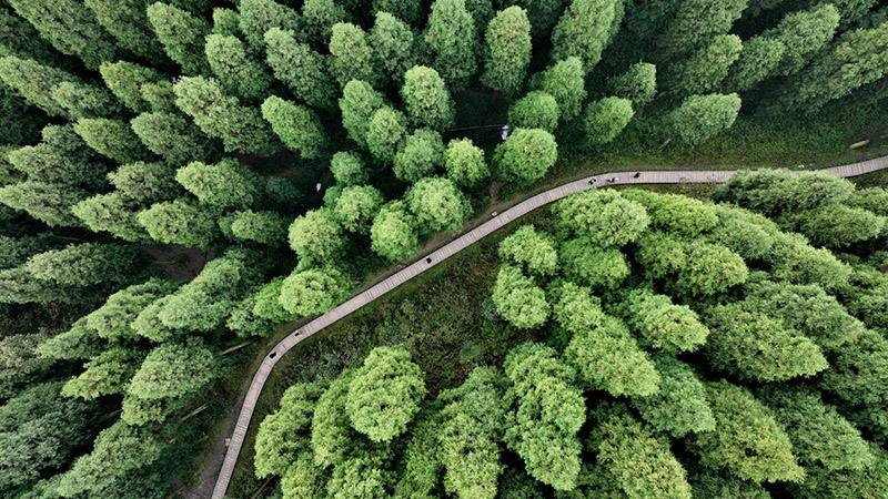 Сычуань ?лкес? Пэнчжоу ?аласында 40 жыл ?ш?нде 20 гектар ?Чжунба орманын? отыр?ызды