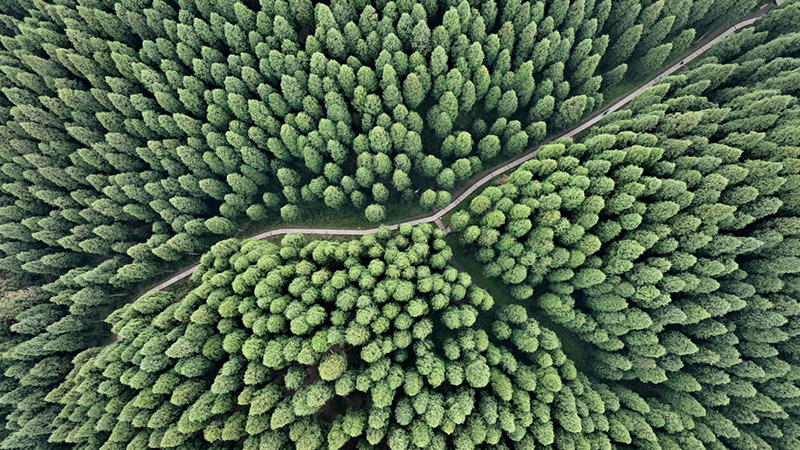 Сычуань ?лкес? Пэнчжоу ?аласында 40 жыл ?ш?нде 20 гектар ?Чжунба орманын? отыр?ызды