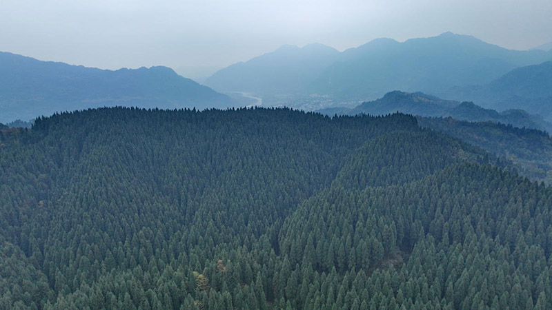 Сычуань ?лкес? Пэнчжоу ?аласында 40 жыл ?ш?нде 20 гектар ?Чжунба орманын? отыр?ызды