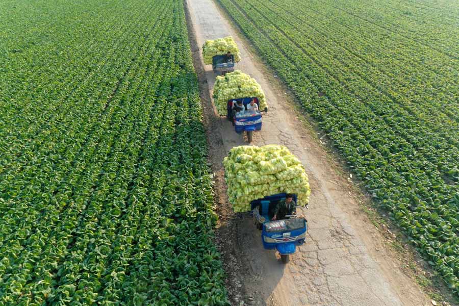 Хэнань ?лкес?н?? Нейхуан ауданыны? ег?ст?ктер?нде ?с?р?лген ?са? ?ытай ?ыры??абаты мол ?н?м берд?.