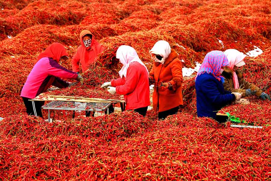 ?ыс басында?ы ?арбалас ег?н нау?аны