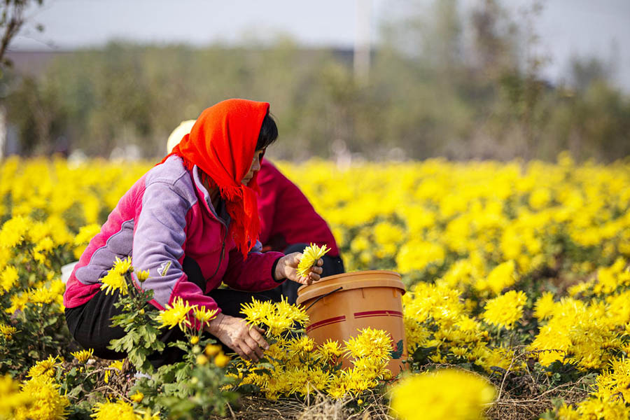 ?ыс басында?ы ?арбалас ег?н нау?аны