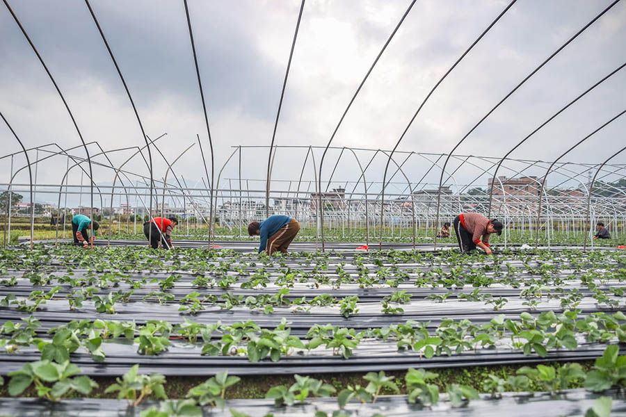 ?ыс басында?ы ?арбалас ег?н нау?аны