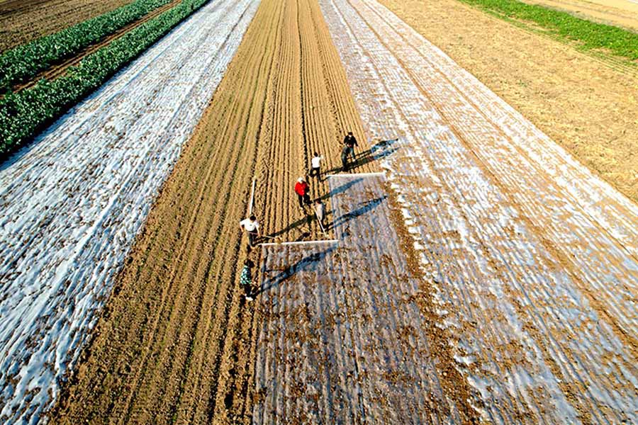 ?ыс басында?ы ?арбалас ег?н нау?аны