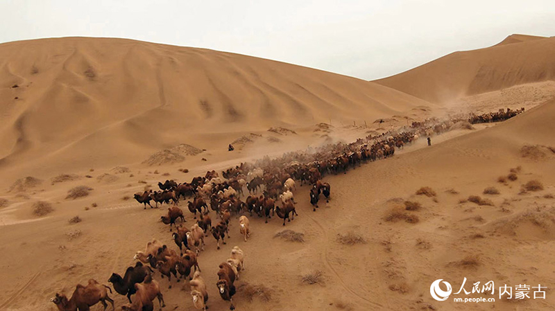 ?шк? Мо???лды? Алашаньында?ы 500-ге жуы? т?йе керуен?