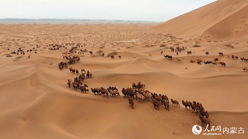 ?шк? Мо???лды? Алашаньында?ы 500-ге жуы? т?йе керуен?