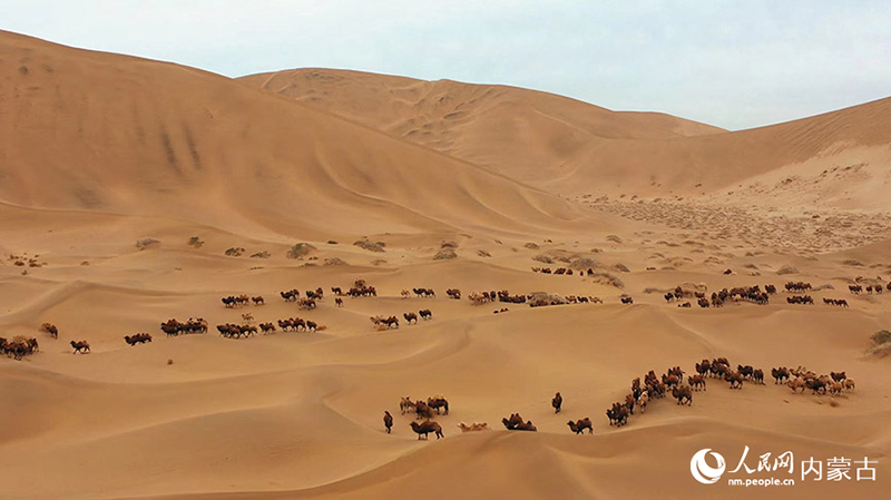 ?шк? Мо???лды? Алашаньында?ы 500-ге жуы? т?йе керуен?