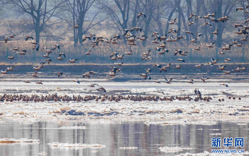 Хуанхэ ?зен?н?? ?шк? Мо???л б?л?г?нде се? ж?рд?