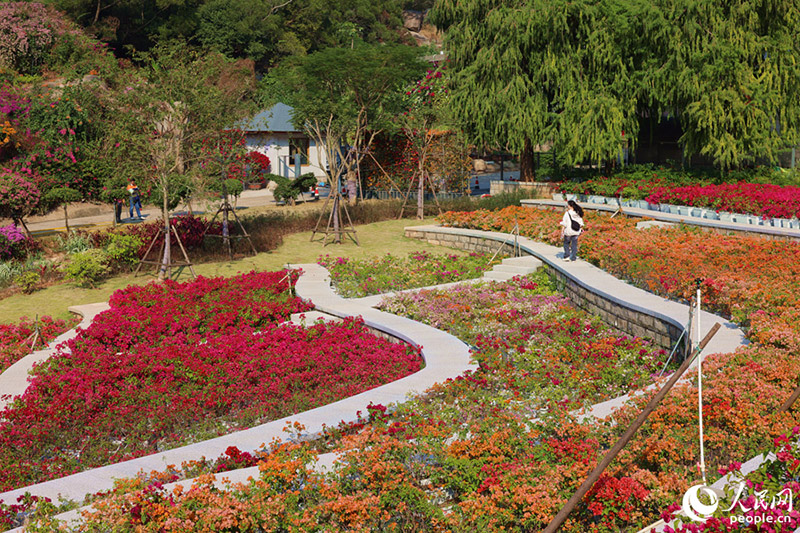 Сямэньда ?шб?рышты ?ара ?р?к ?ры? плазмасыны? ?лтты? ресурстар ?оры ашылды