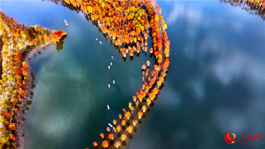 Нинго, Аньхой: Тол?ы?ан су ж?не толы?сы?ан шырша орманы