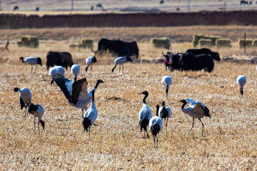 ?ара мойын тырнаны ?ор?ау ?ш?н ?олдан келгенн?? б?р?н жасау ?ажет