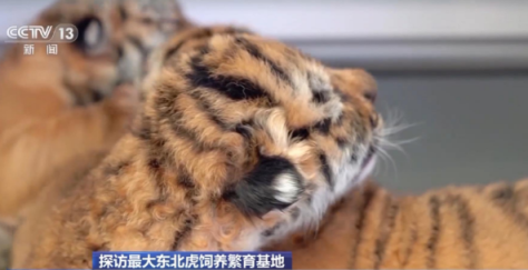 Е? ?р? Солт?ст?к-шы?ыс жолбарыс ?с?ру базасын тамашала?ыз