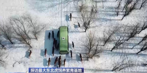 Е? ?р? Солт?ст?к-шы?ыс жолбарыс ?с?ру базасын тамашала?ыз